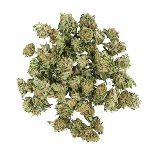 Lemon Snow CBG hemp flower with pale green bracts