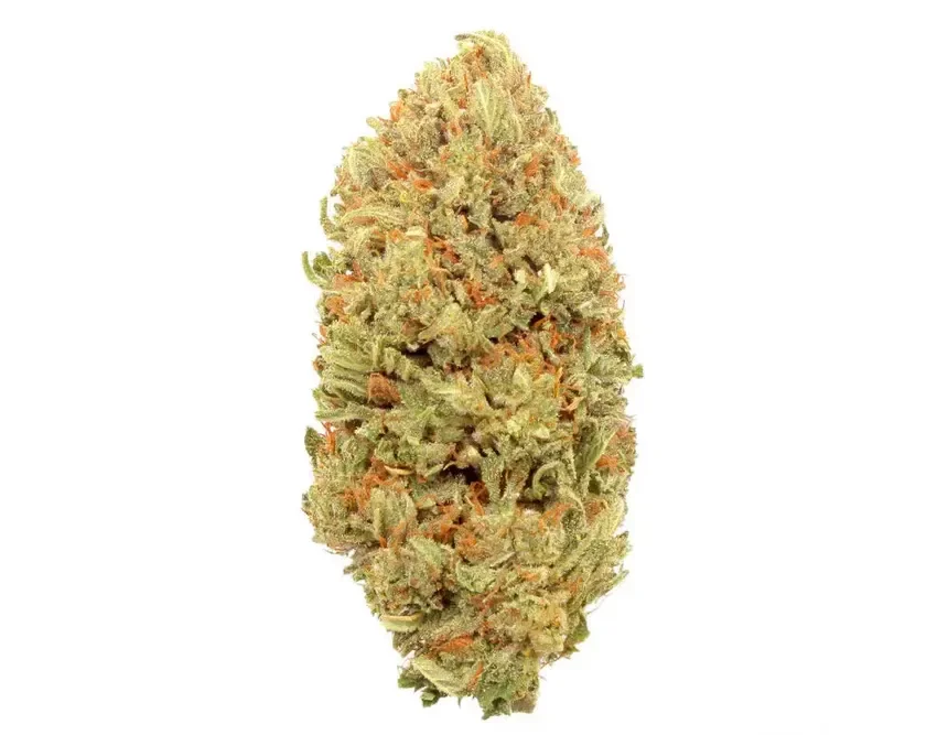 Bubba Kush 66 hemp flower cola with pale green bracts and orange pistils