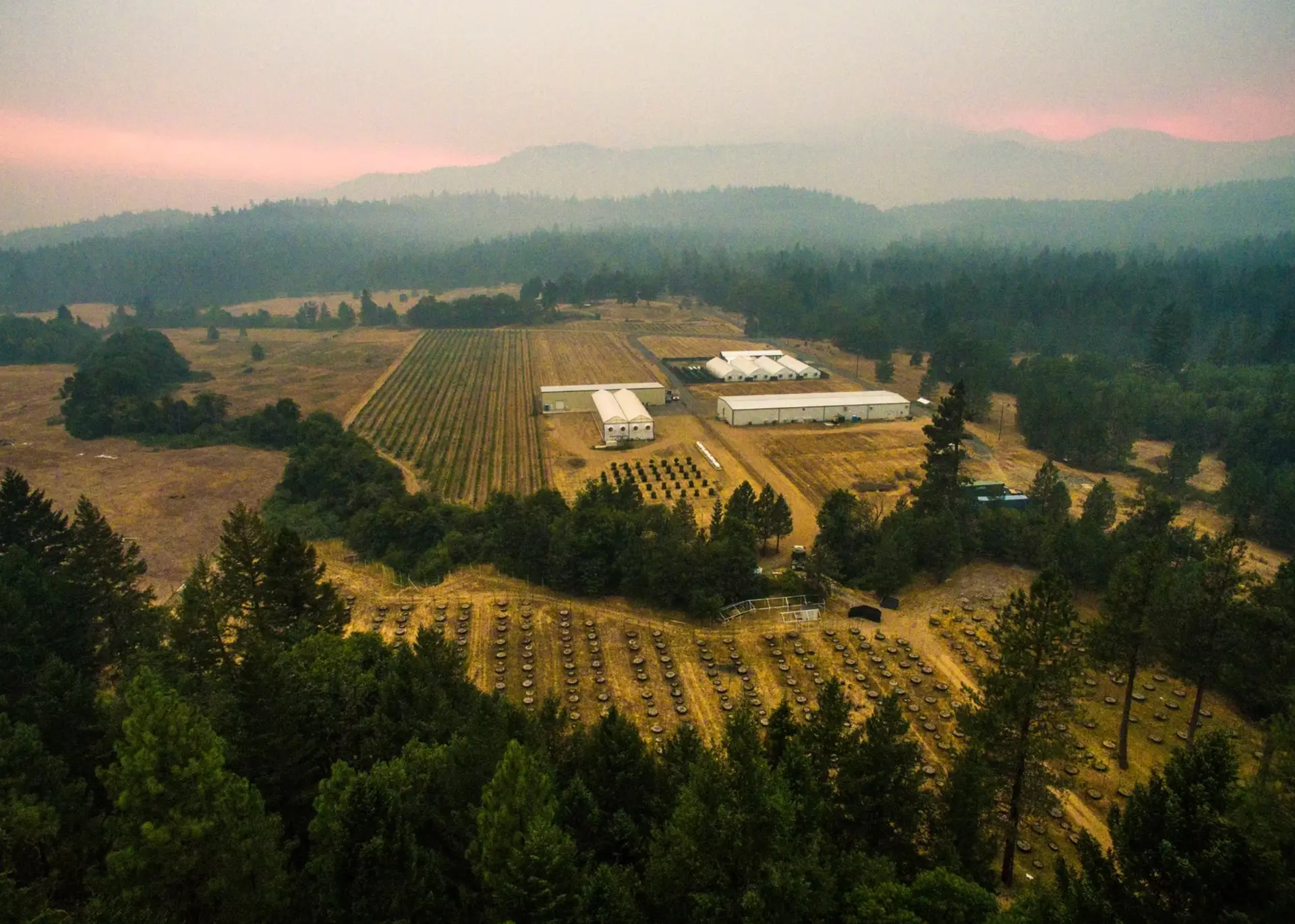 Rows of hemp plants in an Oregon field at golden hour with forested hills behind